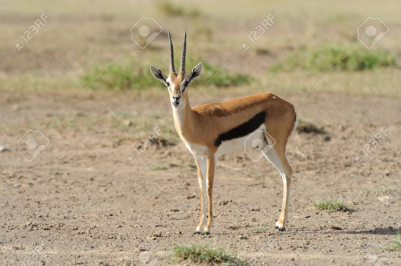 e-kinoko 羊毛フェルト トムソンガゼル アフリカ サバンナ 草食動物