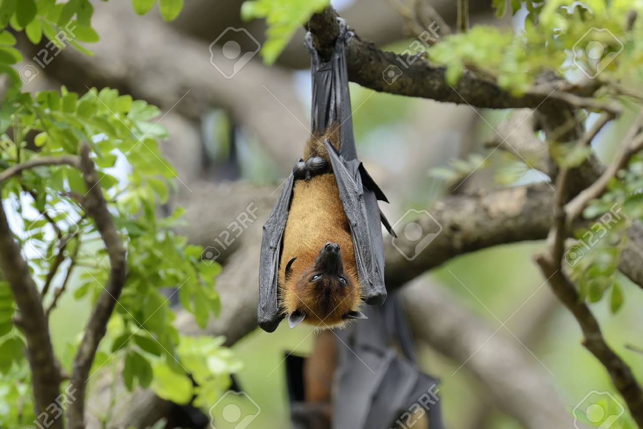 黒 オオコウモリ Pteropus アレークトー 木にぶら下がっています の写真素材 画像素材 Image