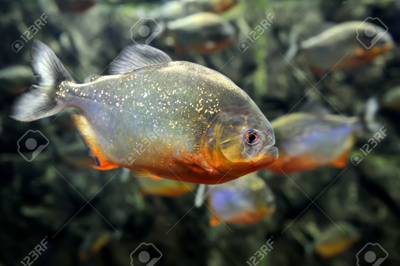 自然環境における熱帯ピラニア魚 の写真素材 画像素材 Image 自然環境における熱帯ピラニア魚 の写真素材 画像素材 Image