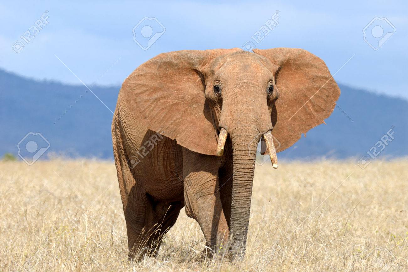 アフリカのケニアの国立公園で赤い象 の写真素材 画像素材 Image