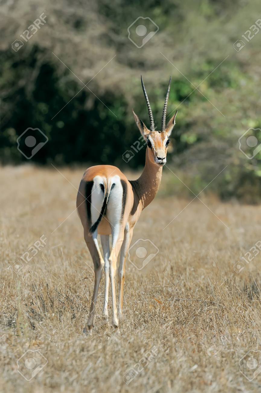 アフリカのサバンナにトムソンガゼル の写真素材 画像素材 Image