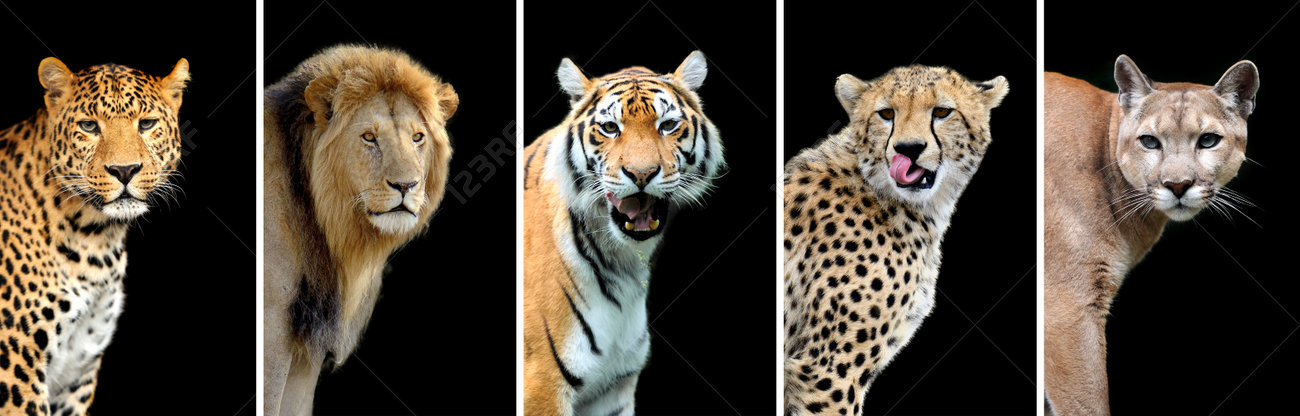 Cinq grands chats sauvages (léopard, tigre, lion, guépard, puma) Banque