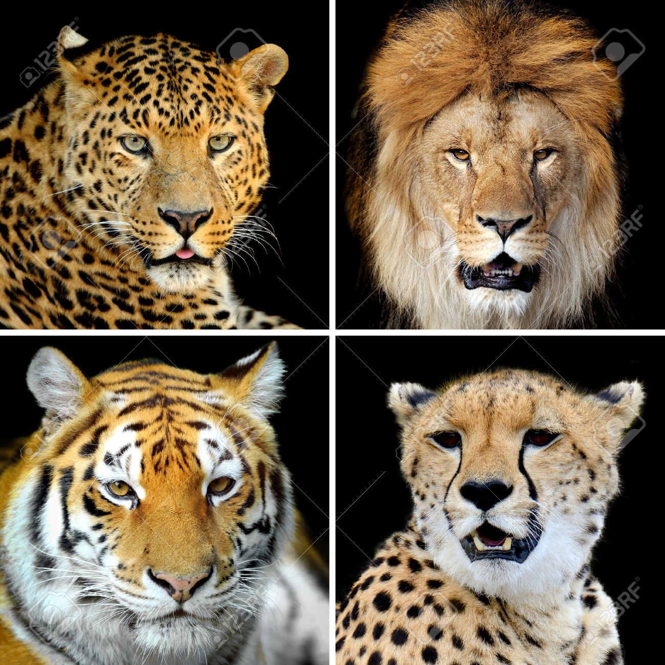 Quatre grands chats sauvages (léopard, tigre, lion, guépard) Banque d\u0027