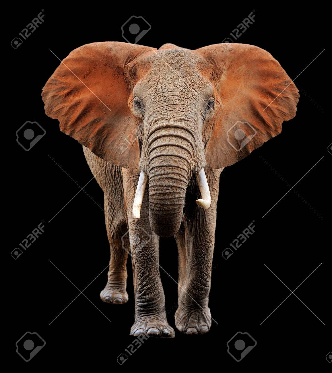 黒の背景に大きな赤い象 の写真素材 画像素材 Image