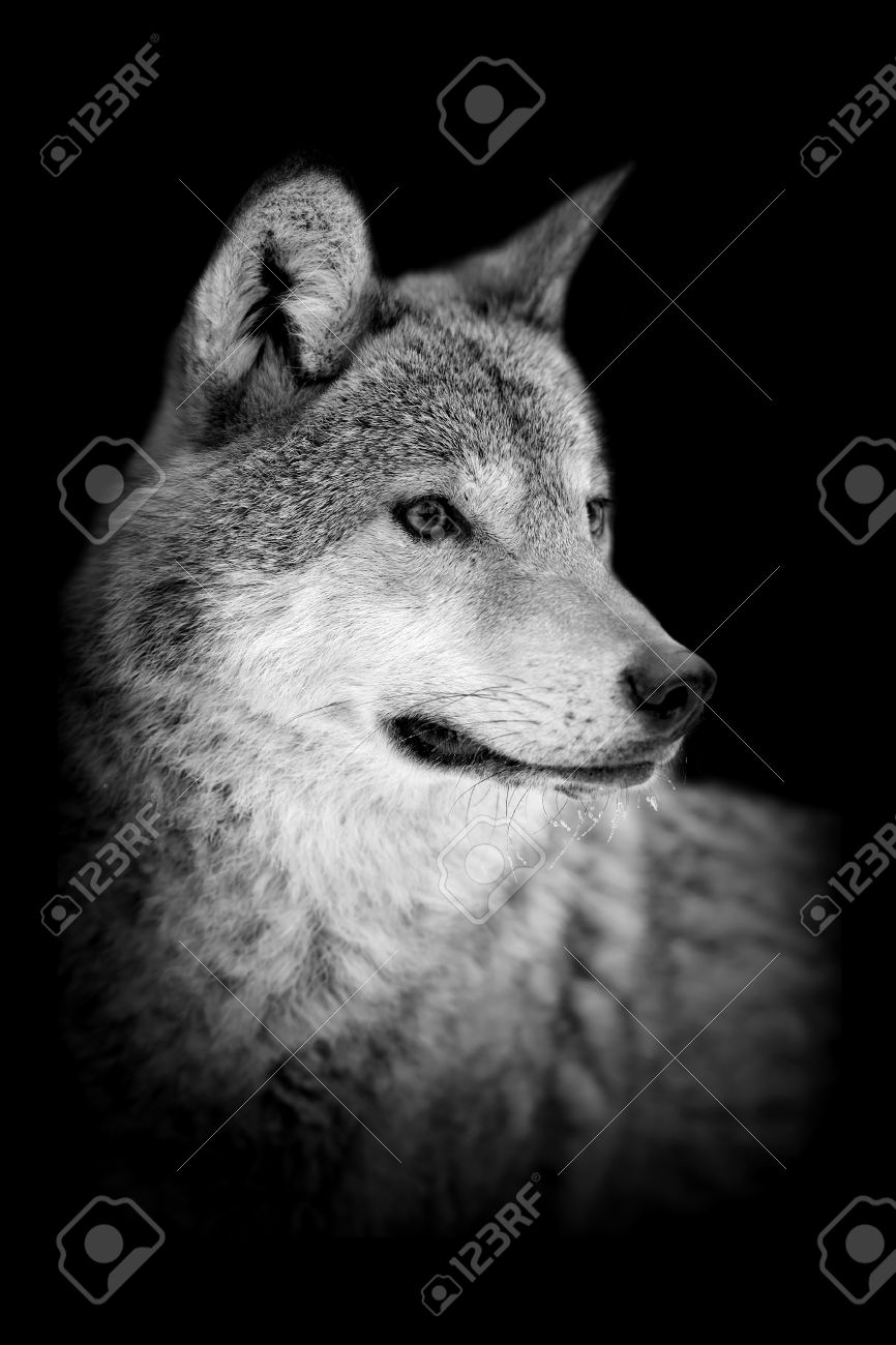 Wolf on dark background black and white image