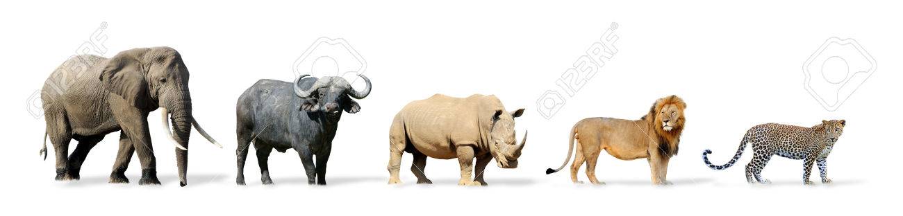 big five spel geïsoleerd op wit lion elephant leopard buffalo