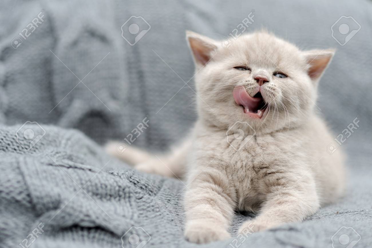 灰色の布でかわいいグレー面白い赤ちゃん子猫 の写真素材 画像素材 Image 5772