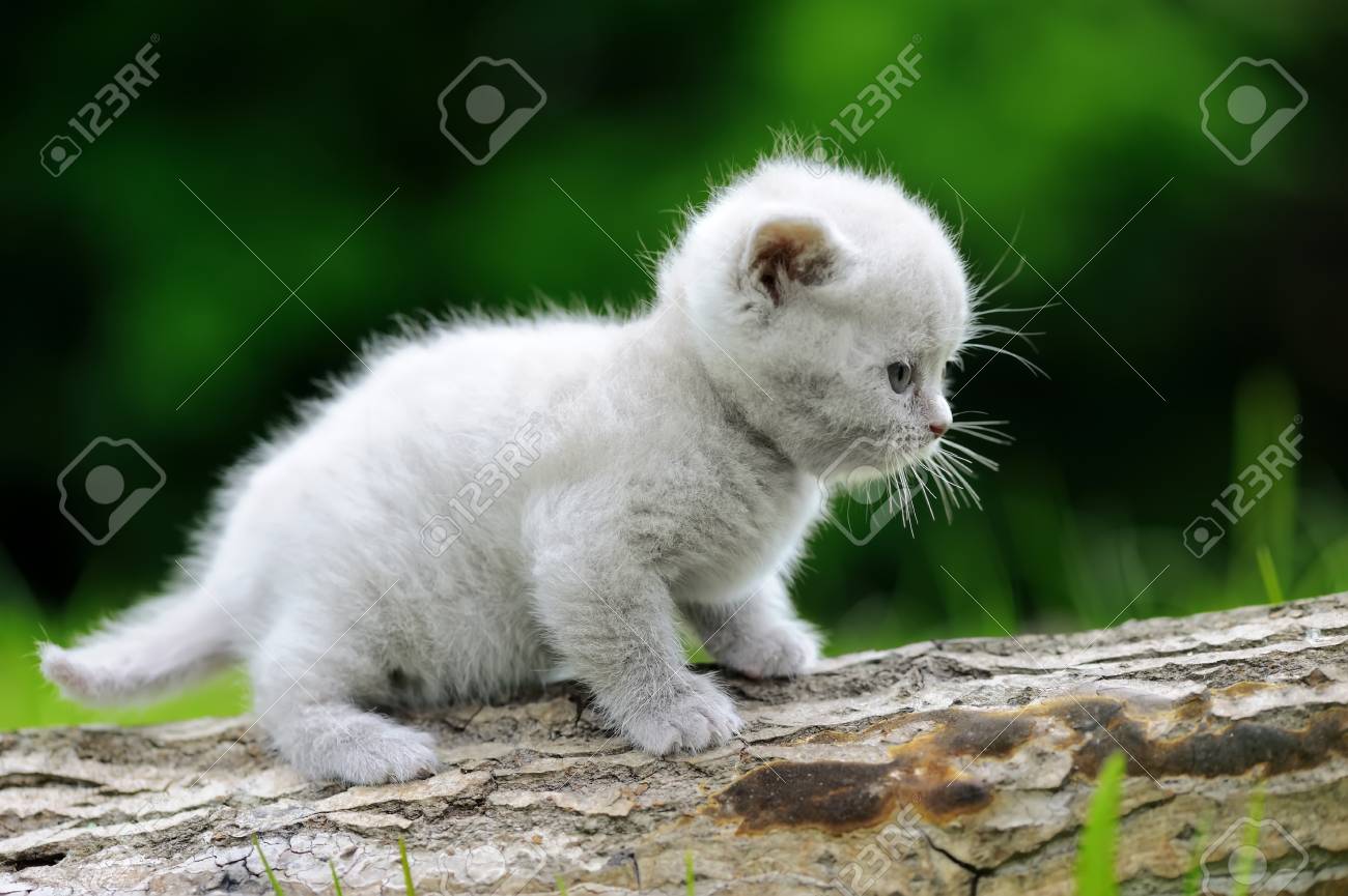 nature kitten