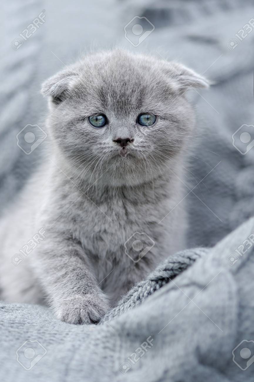 Mignon Chaton Drole Gris Bebe En Tissu Gris Banque D Images Et Photos Libres De Droits Image