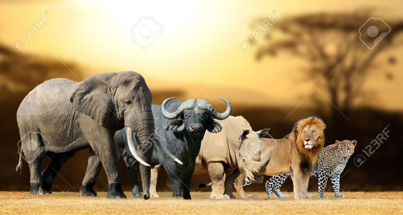 ビッグ 5 アフリカ ライオン ゾウ ヒョウ バッファローとサイ の写真素材 画像素材 Image