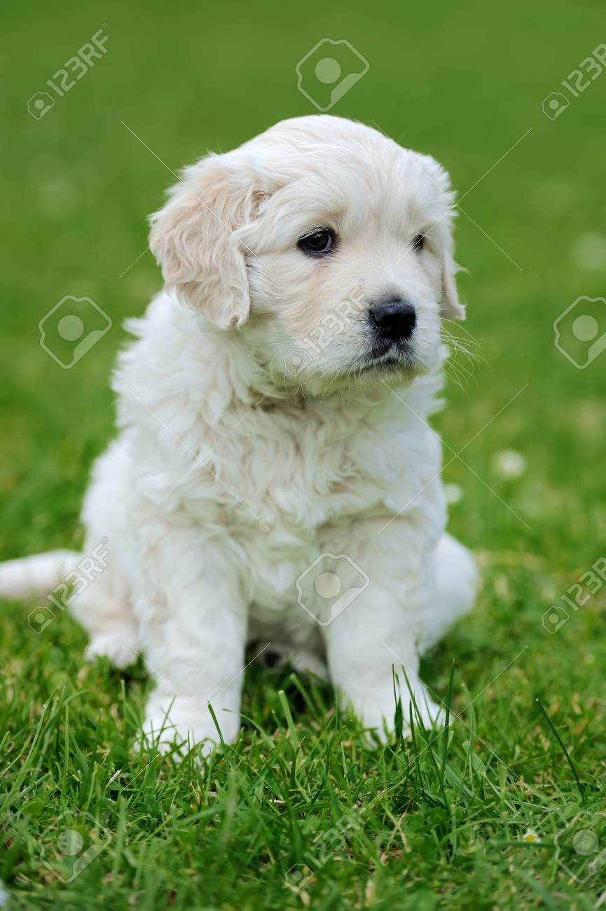 Close Up Adorable White Baby Dog In Summer Green Grass Stock Photo Picture And Royalty Free Image Image