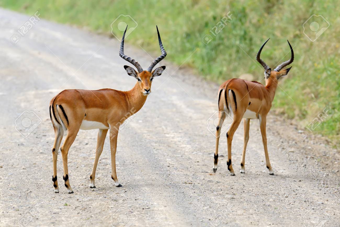 https://previews.123rf.com/images/byrdyak/byrdyak1607/byrdyak160700172/59736013-impala-on-savanna-in-national-park-of-africa-kenya.jpg