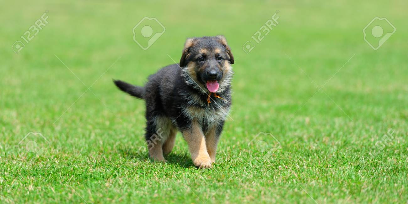 show me a picture of a baby german shepherd