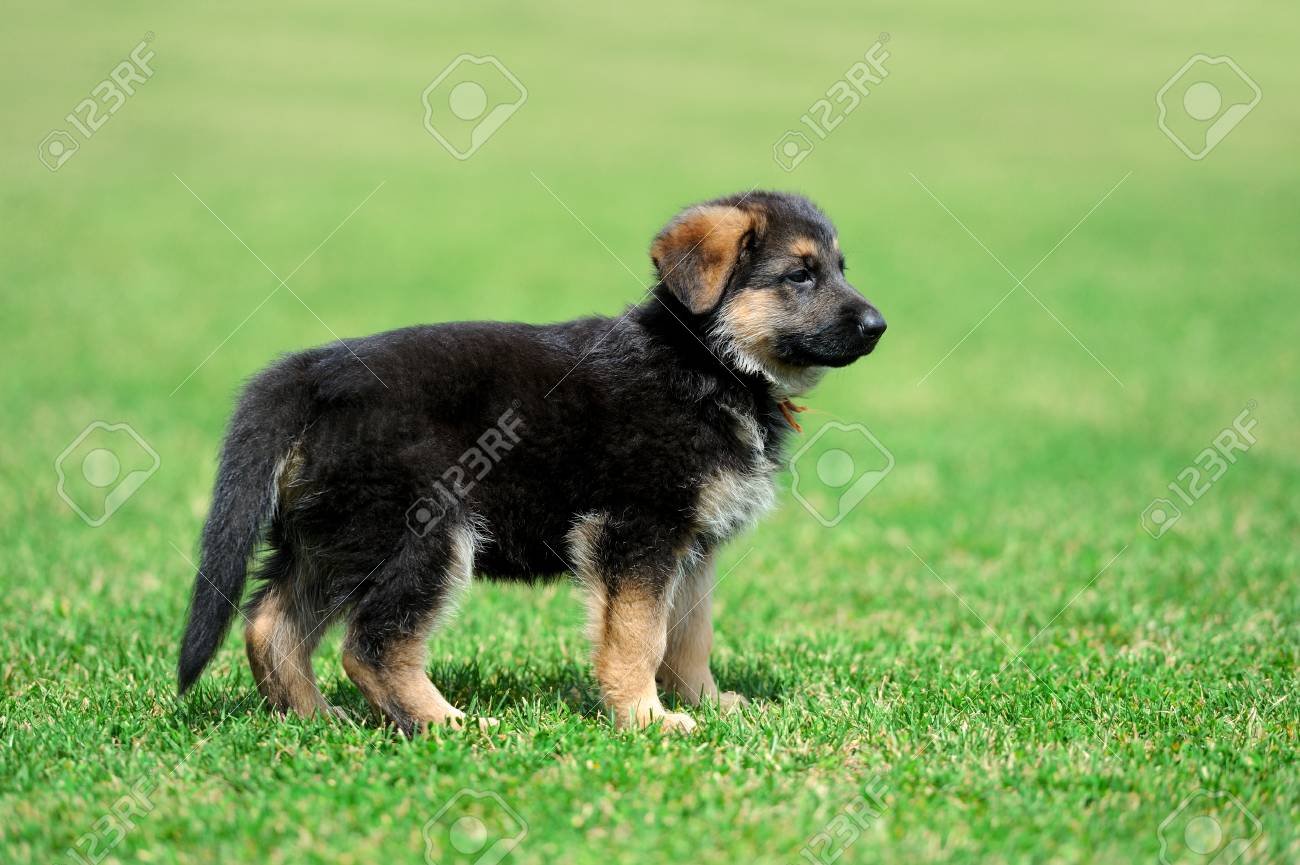 show me a picture of a baby german shepherd