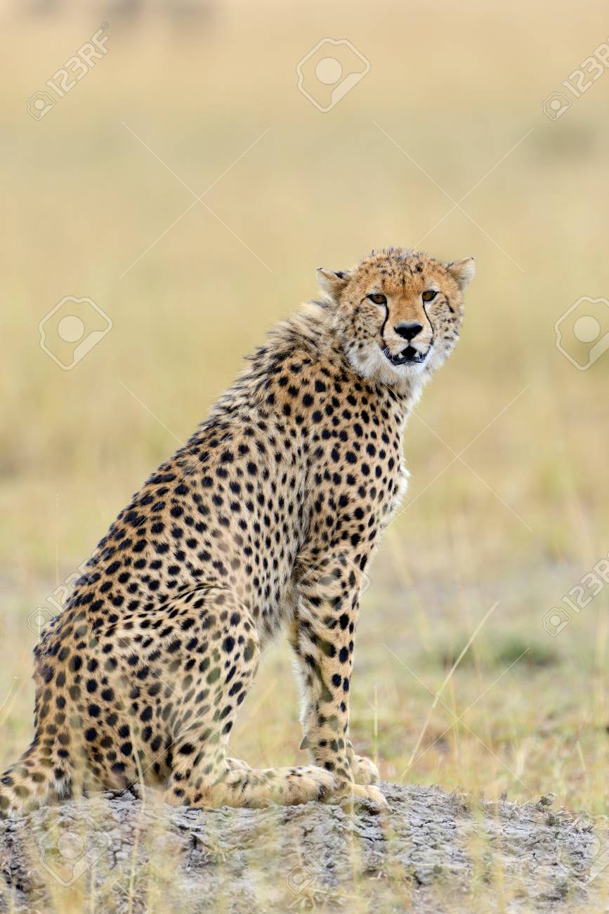 野生のアフリカのチーターの美しい哺乳類動物 アフリカ ケニア の写真素材 画像素材 Image