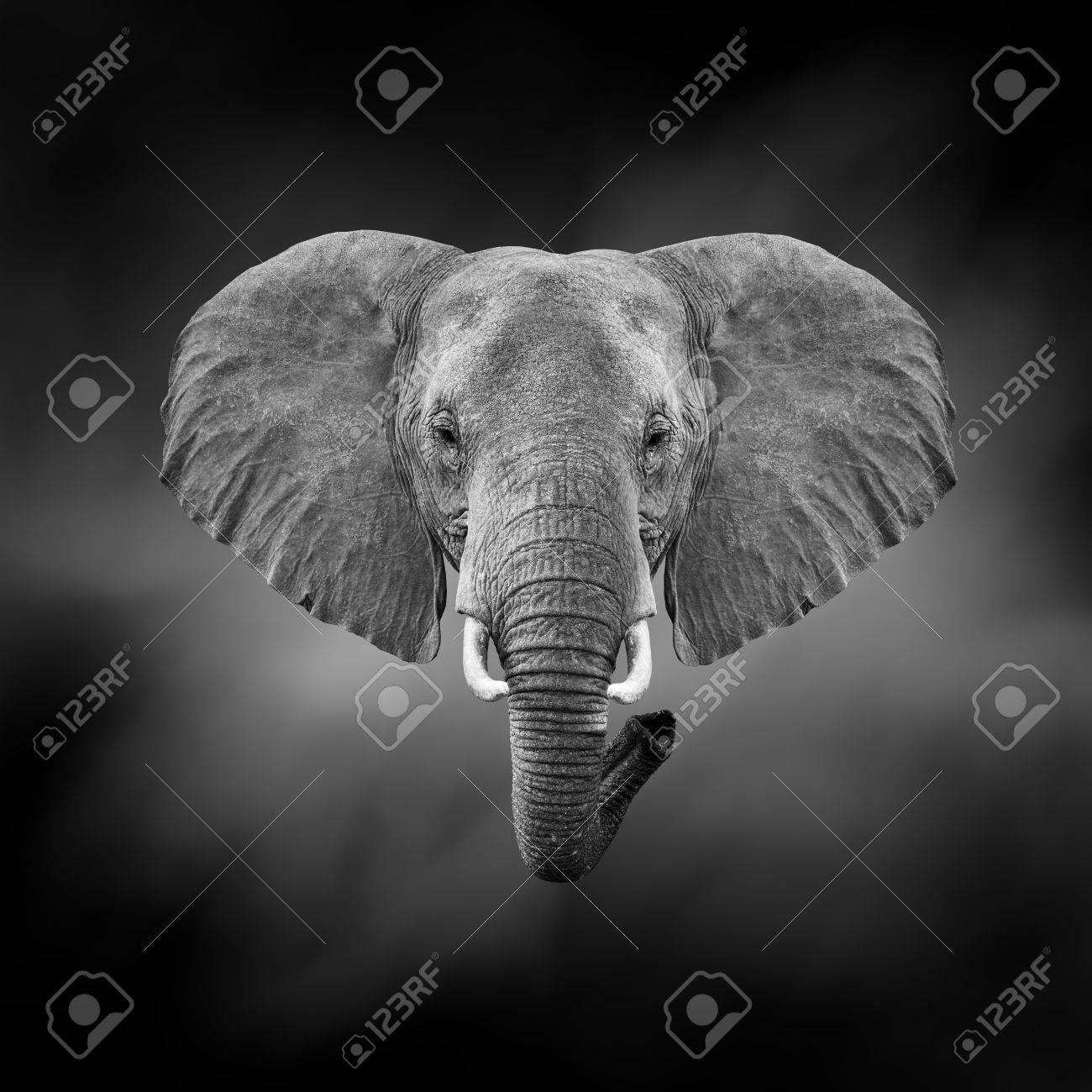 Dramatic Black And White Image Of A Elephant On Black Background Stock Photo Picture And Royalty Free Image Image