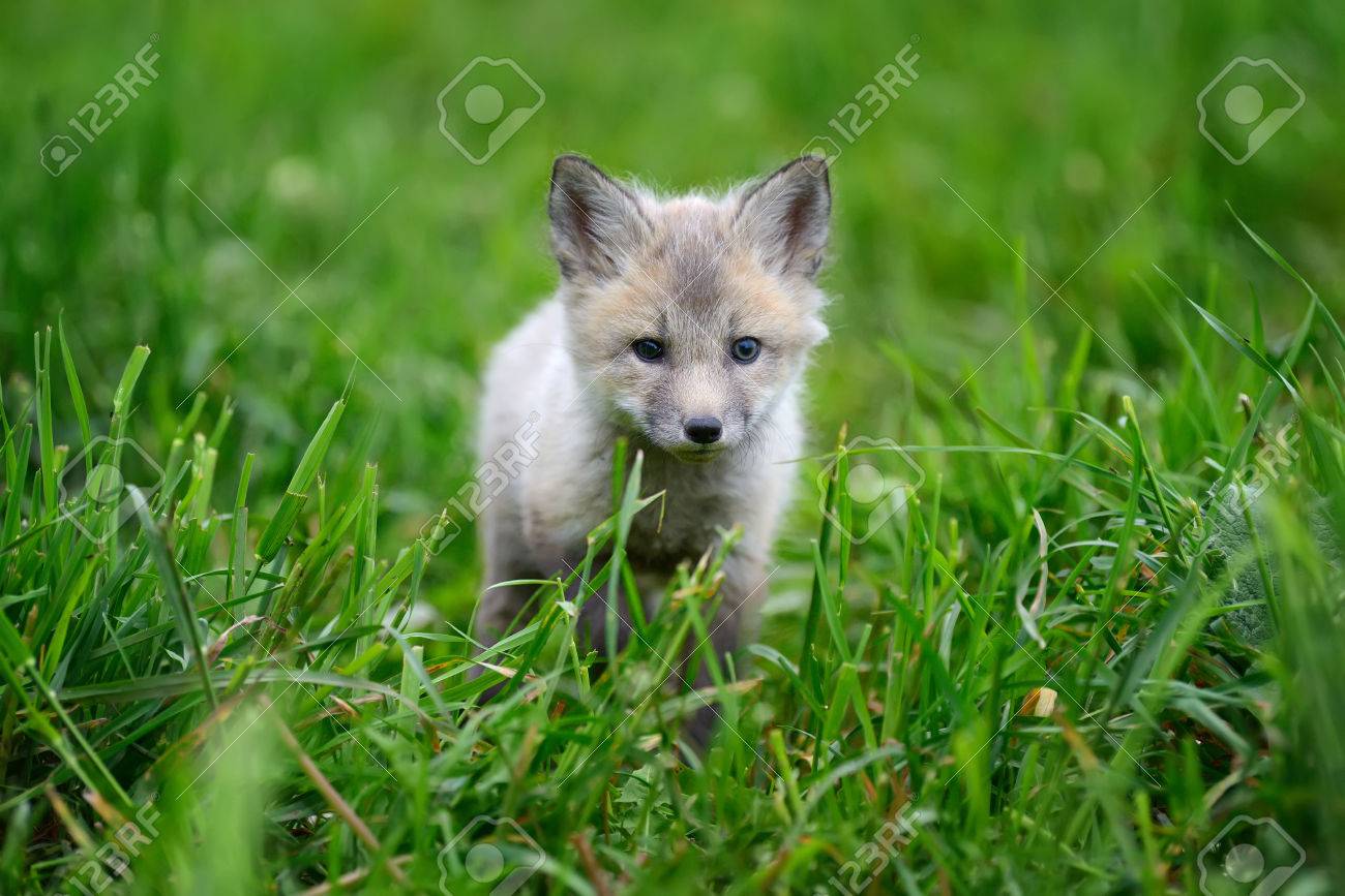 Gros Plan Bebe Argent Renard Gazon Banque D Images Et Photos Libres De Droits Image