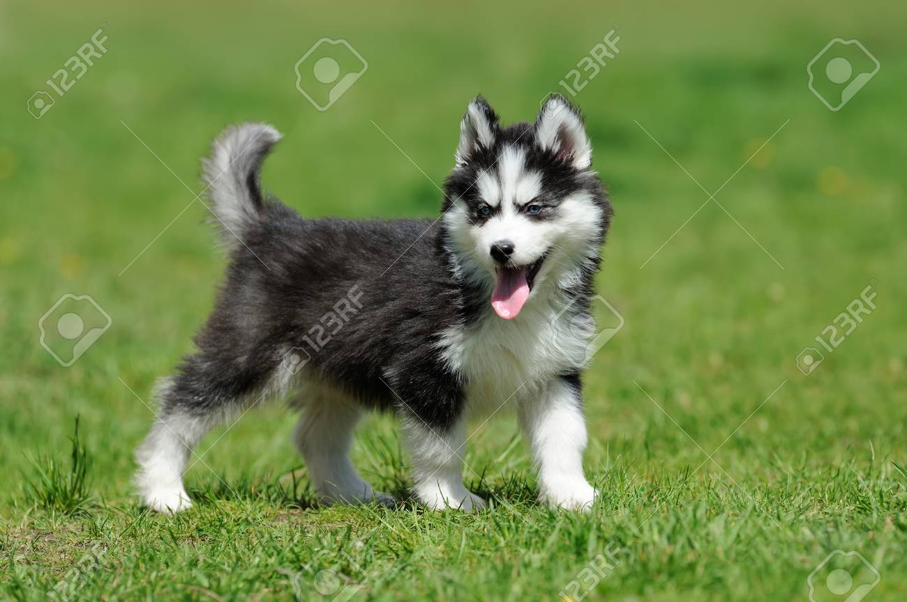husky small puppy