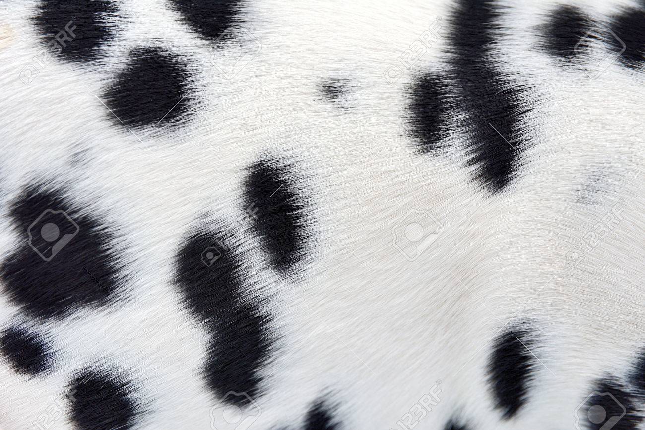 dalmatian coat
