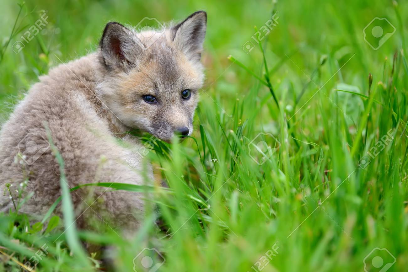 Close Up Bebe Renard Bebe Dans L 39 Herbe Banque D Images Et Photos Libres De Droits Image