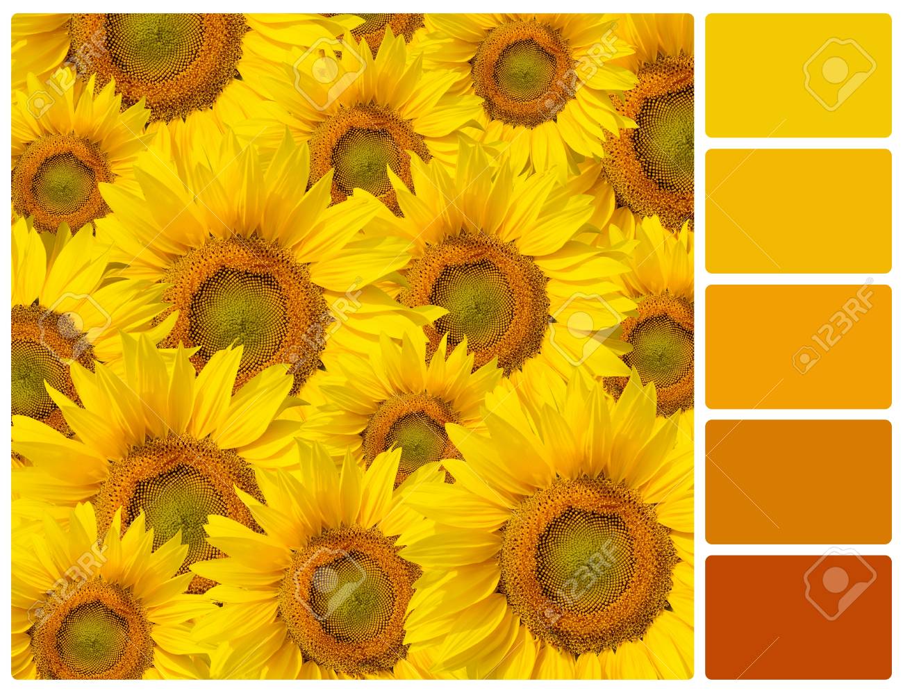 Girasoles Paleta De Colores Con Muestras De Color De Cortesia Fotos Retratos Imagenes Y Fotografia De Archivo Libres De Derecho Image 82182701