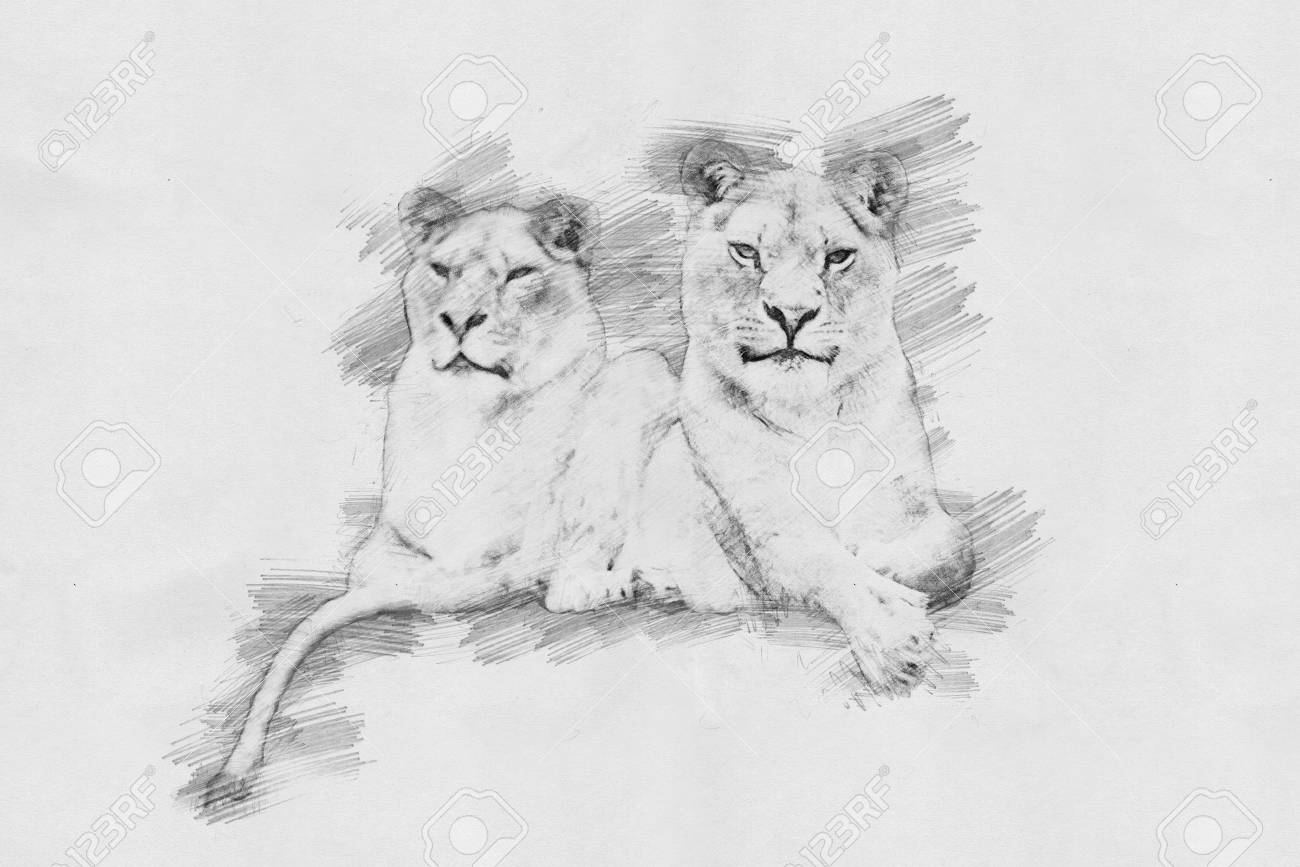 Lion ライオン | 鉛筆画 独言の『光る風便り』 寄川靖宏 - 絵画