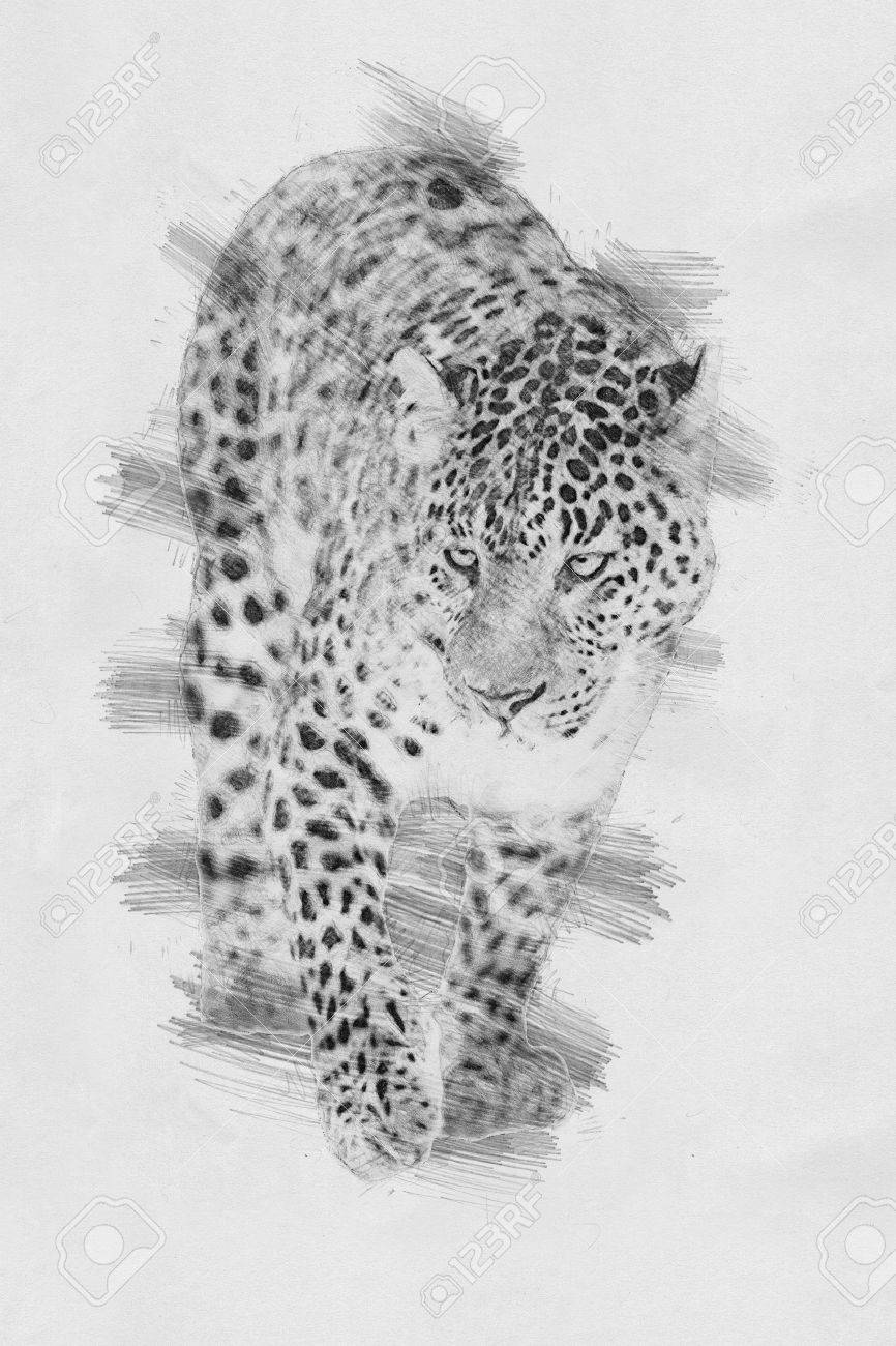 ヒョウ 黒と白の鉛筆でスケッチ の写真素材 画像素材 Image
