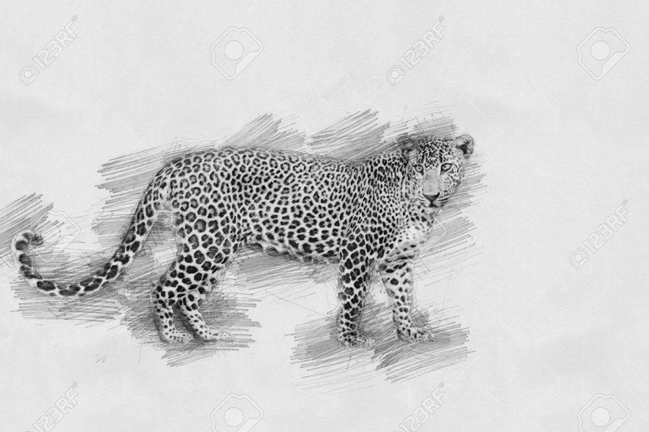 ヒョウ 黒と白の鉛筆でスケッチ の写真素材 画像素材 Image