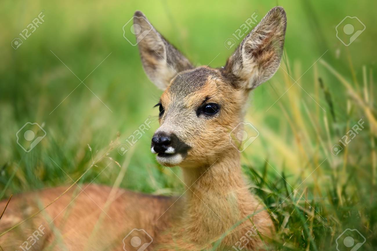 Bebe Chevreuil Sur La Prairie Verte D 39 Ete Banque D Images Et Photos Libres De Droits Image