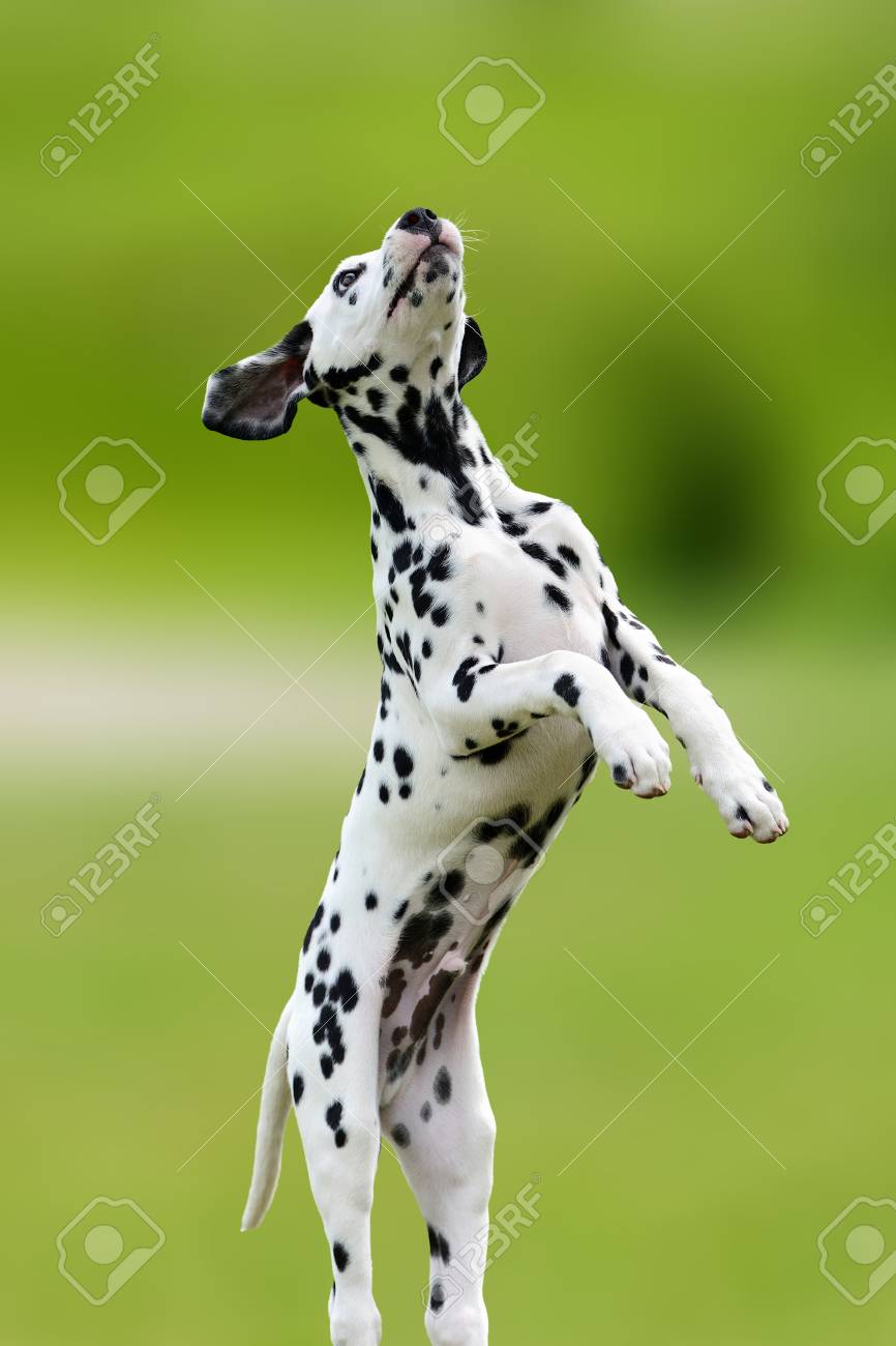 dalmatian cute