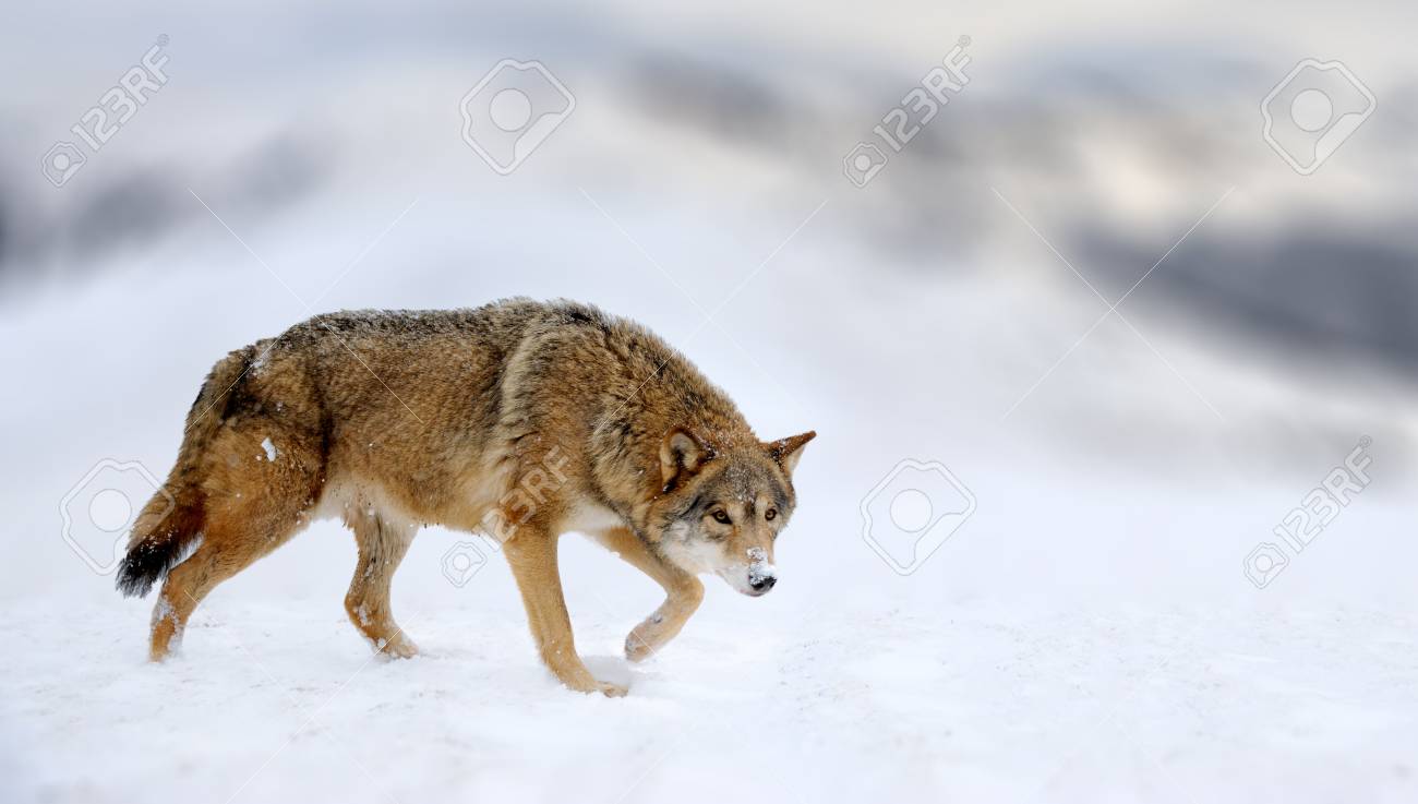危険な狼動物での冬景色。灰色オオカミ、カニスルプス、白い雪の