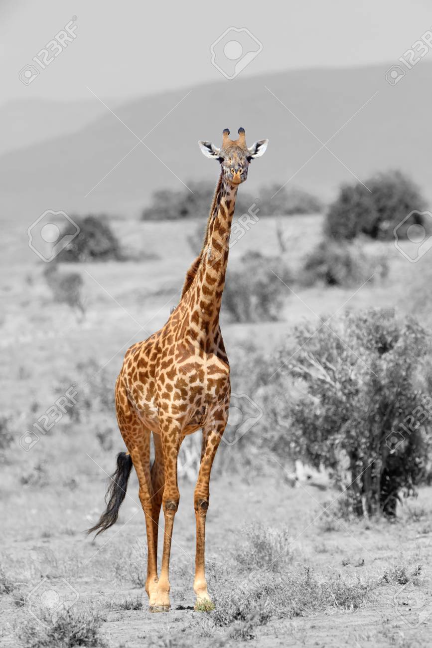 Giraffe in national park of kenya africa black and white photography with color giraffe