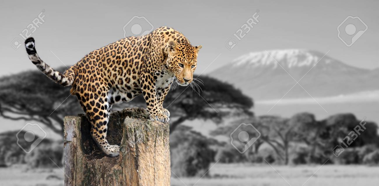 色のヒョウとキリマンジャロの背景を持つ白黒写真 の写真素材 画像素材 Image