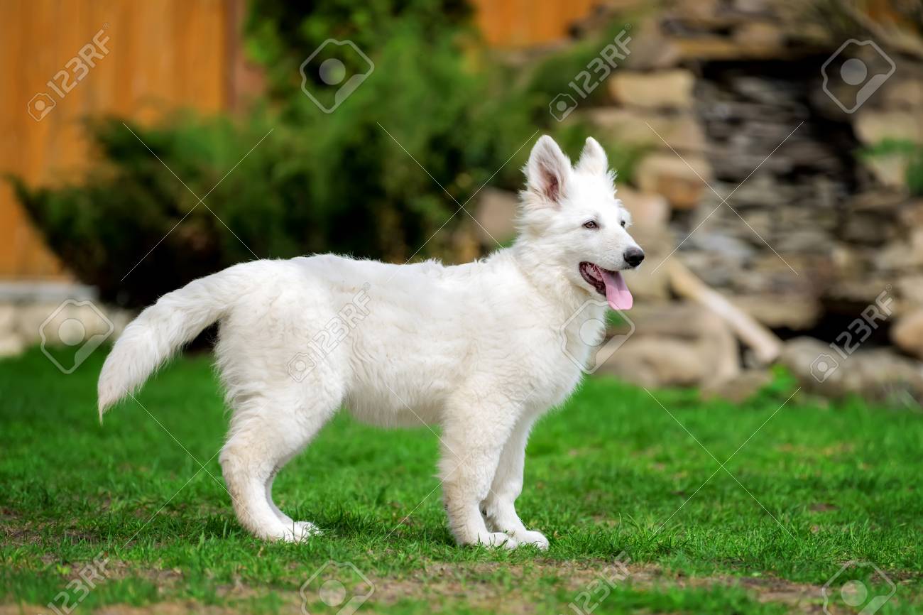 Berger Blanc Suisse White German Shepherd Dog In Grass