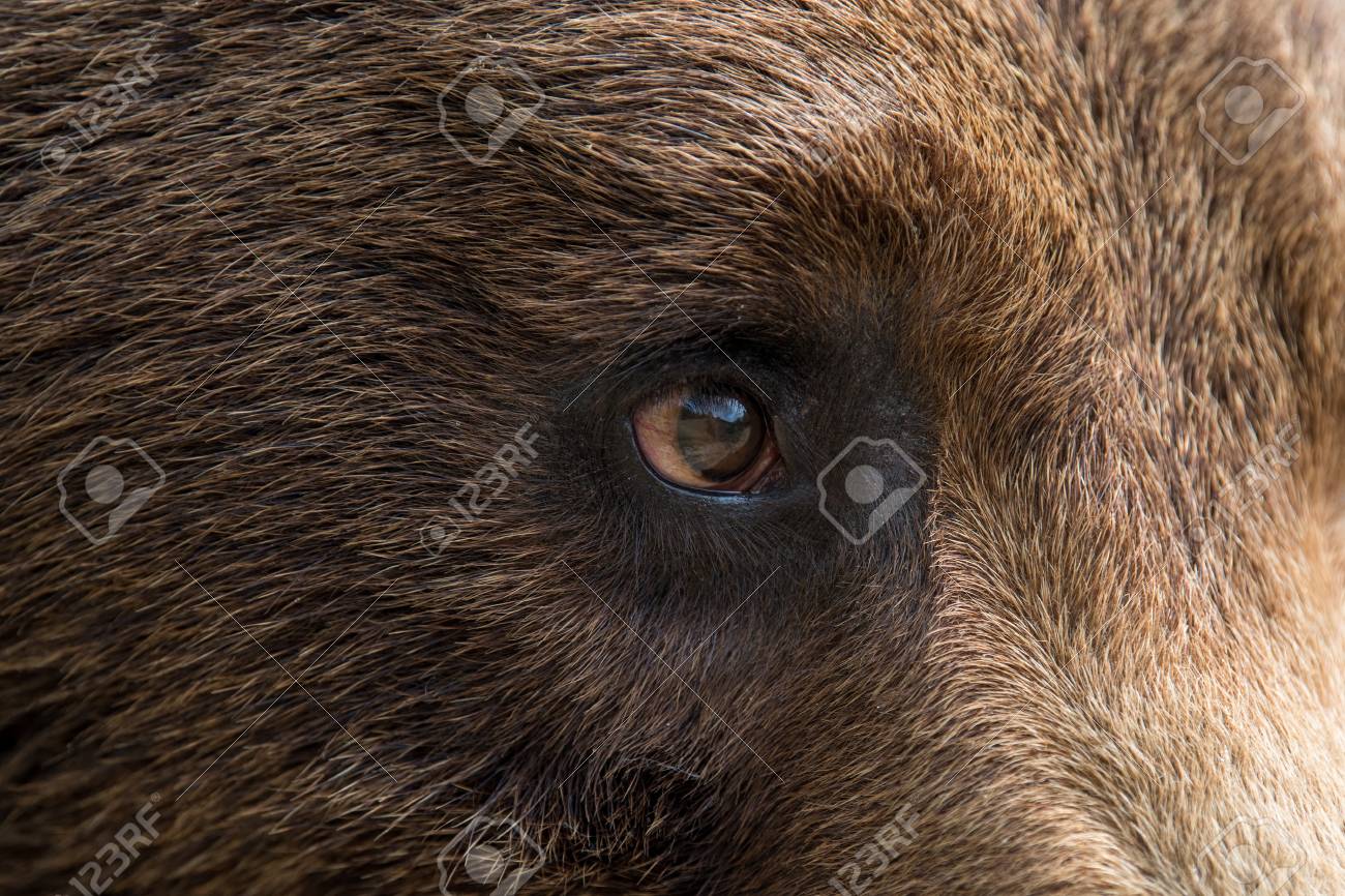 Eye of the Bear