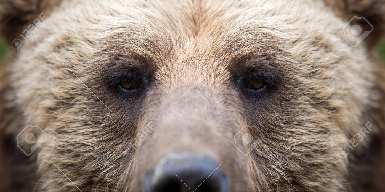 Eye of the Bear