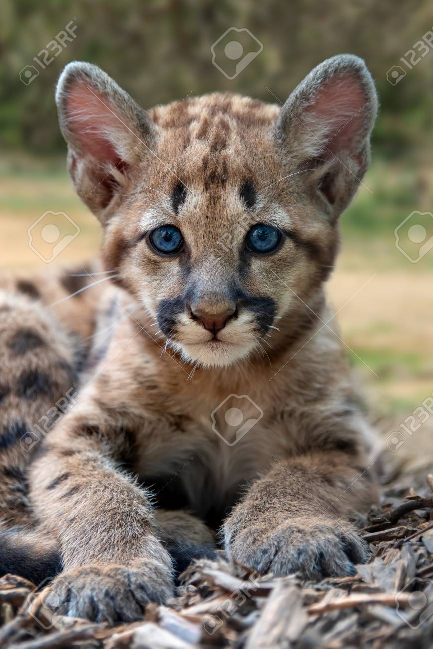 baby puma