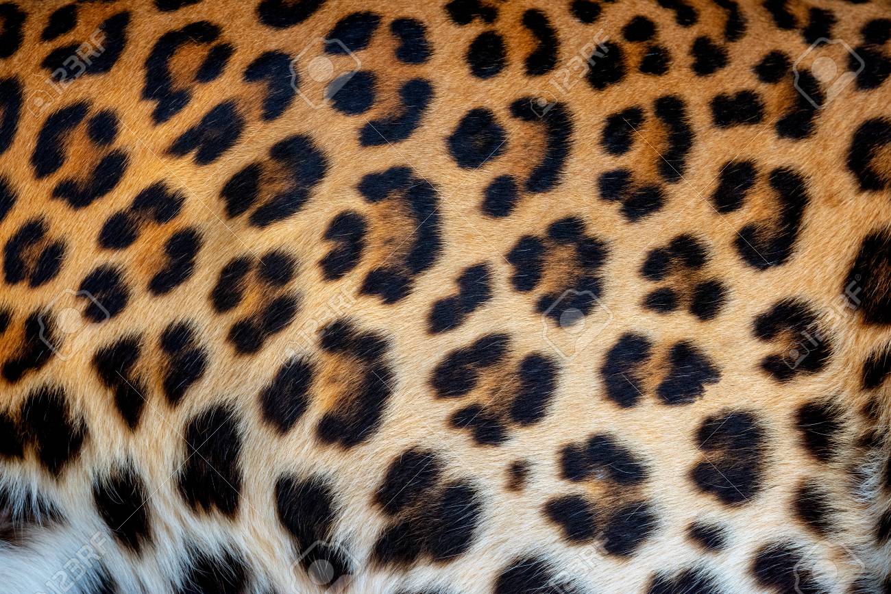 real leopard skin