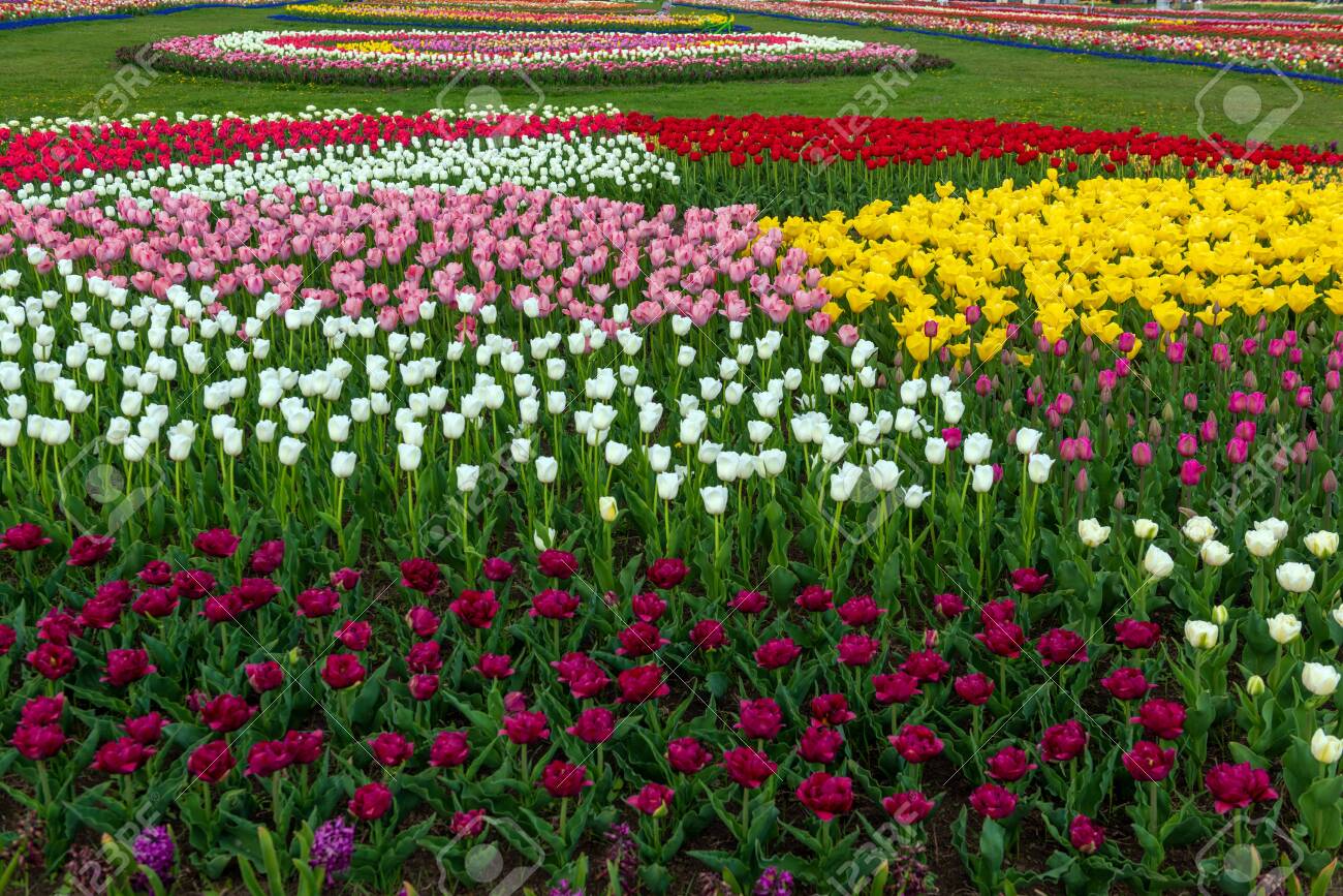 Spring Fields Of Blooming Tulip. Beauty Outdoor Scene. Colorful Flowers  Farm Landscape Stock Photo, Picture And Royalty Free Image. Image 121989166.