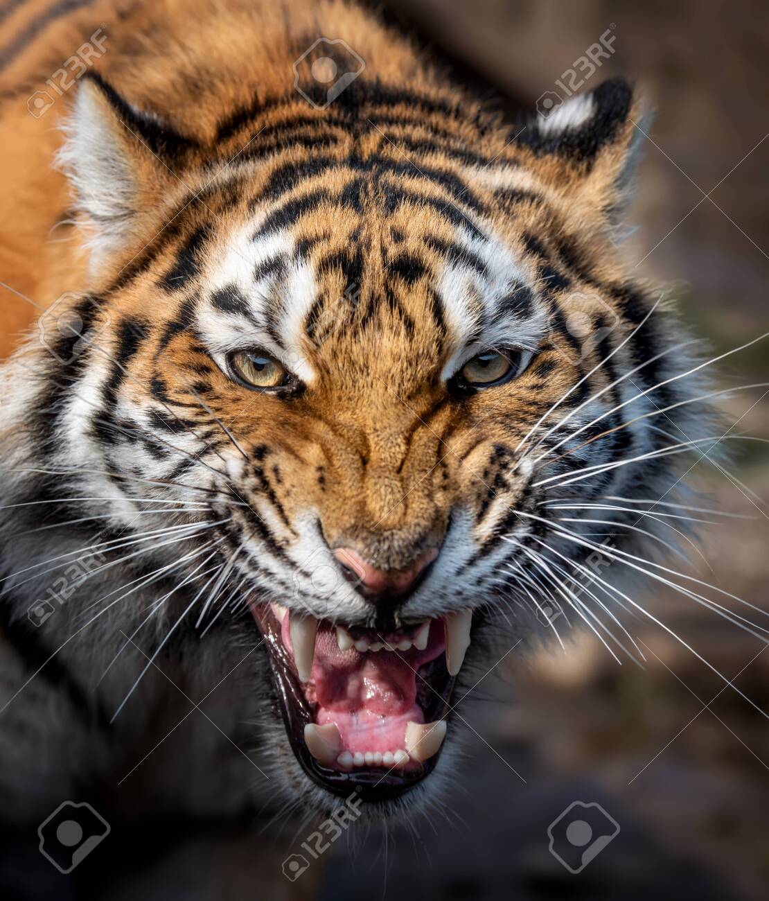 Close Up View Portrait Of A Siberian Tiger (Panthera Tigris Altaica) Stock  Photo, Picture and Royalty Free Image. Image 132179016., image size:1110x1300
