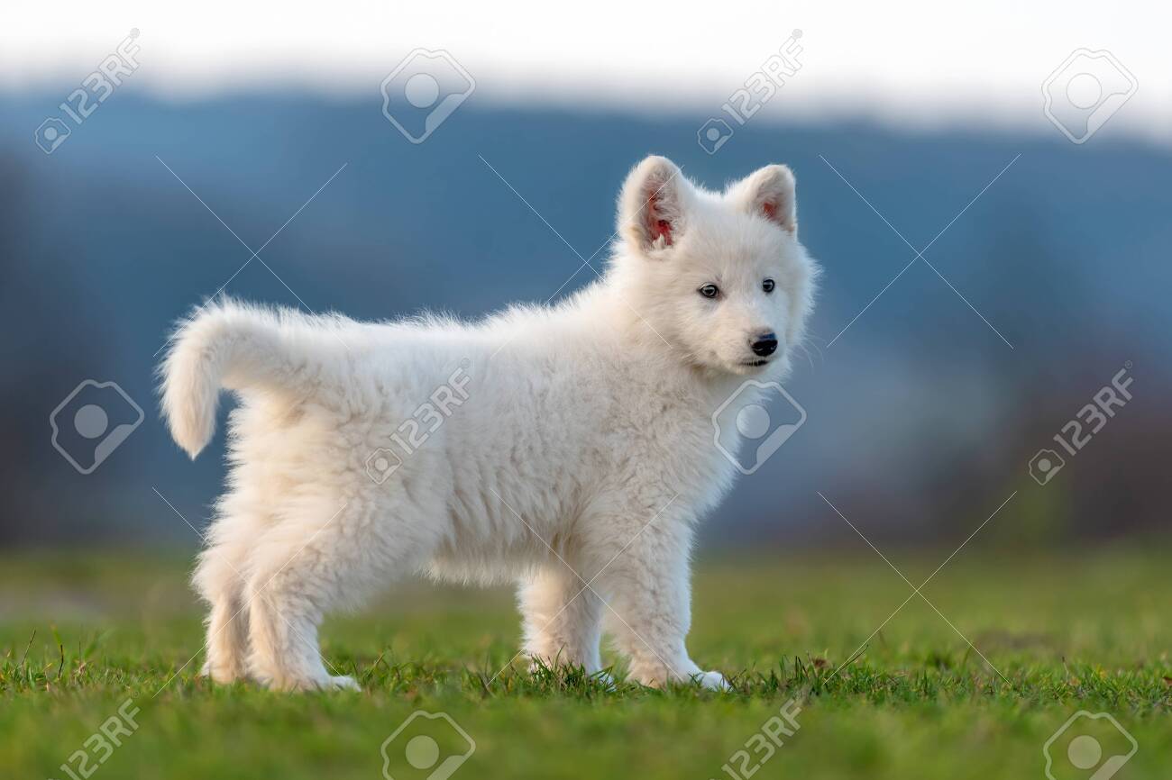 White German Purebred German German Shepherd Puppies Short Hair For Sale  Puppy Cute White Swiss Shepherd, image size:1300x866