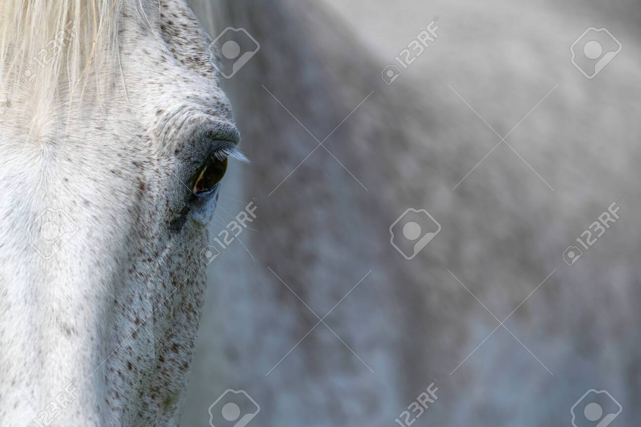 Eye of a grey horse, lit by the sun. Focus on the eyelashes. Animal on farm - 150397383 Eye of a grey horse, lit by the sun. Focus on the eyelashes. Animal on farm - 150397383