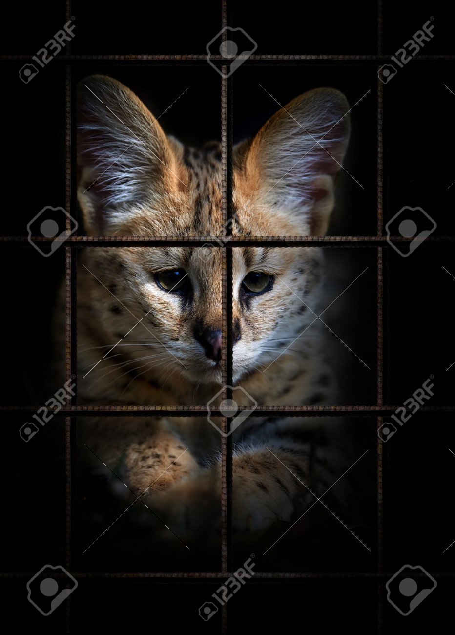 etiam-dictum-ipsum-a-felis