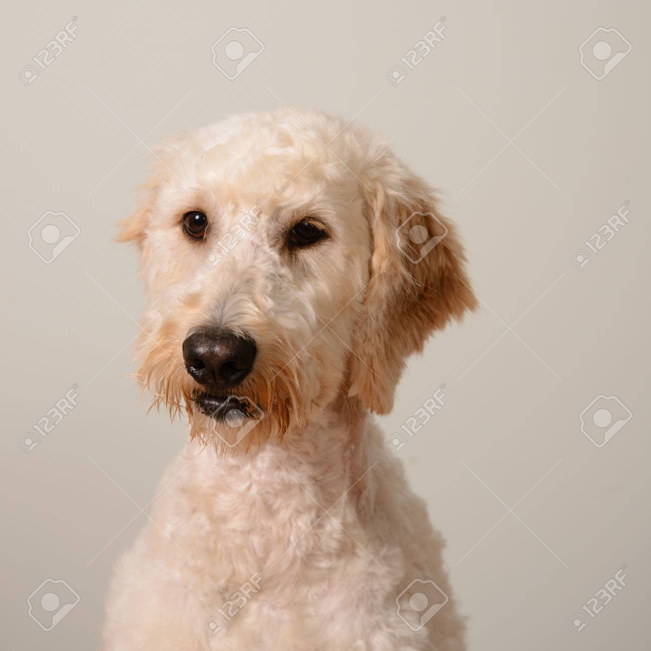 cream colored goldendoodle
