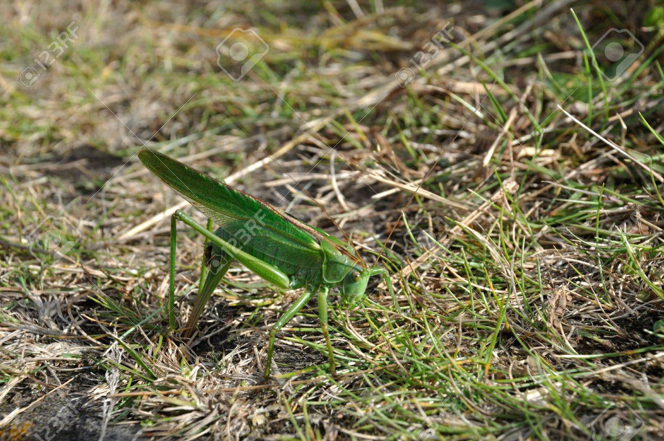 Green Grasshopper Laying Eggs Stock Photo, Picture and Royalty Free Image.  Image 44485881., image size:1300x863