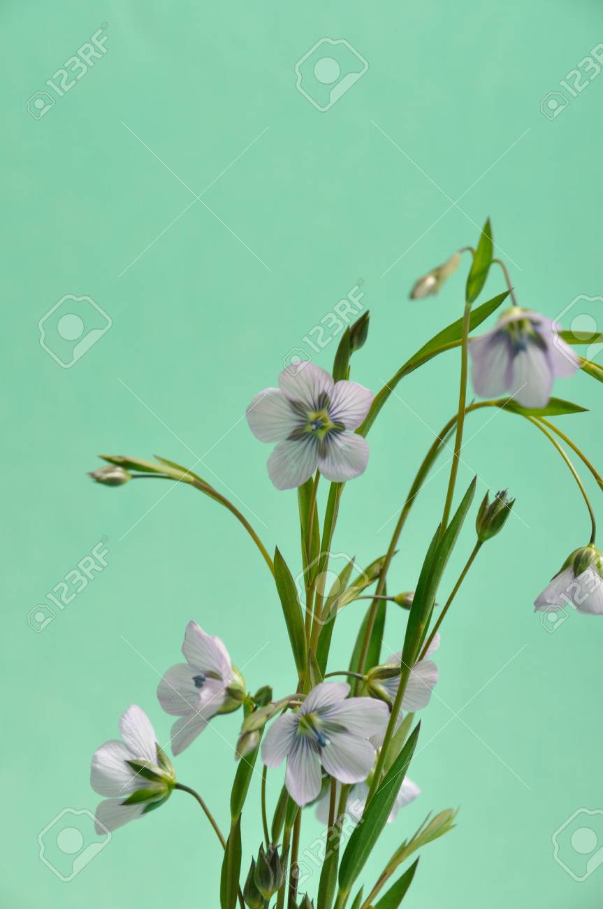 亜麻の花のクローズ アップ撮影スタジオ の写真素材 画像素材 Image