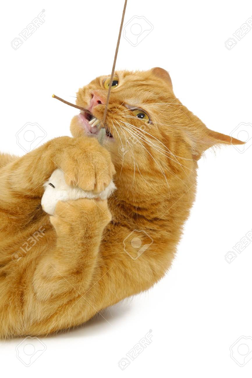 mouse on a string cat toy