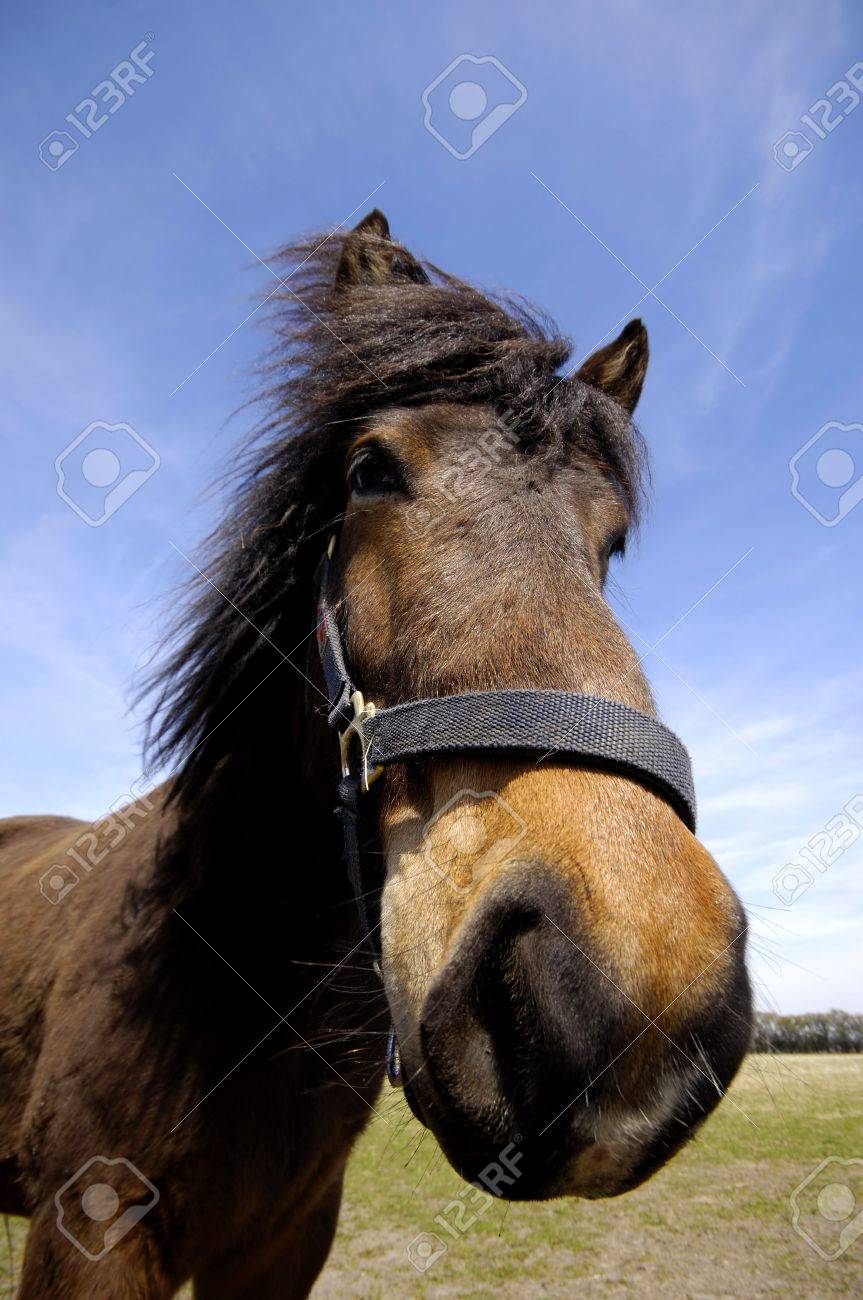馬の顔の広角ショット 馬は面白そうに見えます の写真素材 画像素材 Image