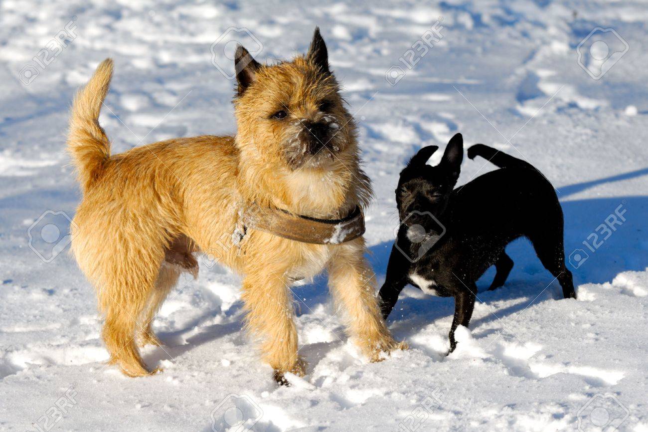 Les Chiens Jouent Dans La Neige La Race Des Chiens Est Un Cairn Terrier Et Le Petit Chien Est Un Mélange Dun Chihuahua Et Dun Pinscher Miniature