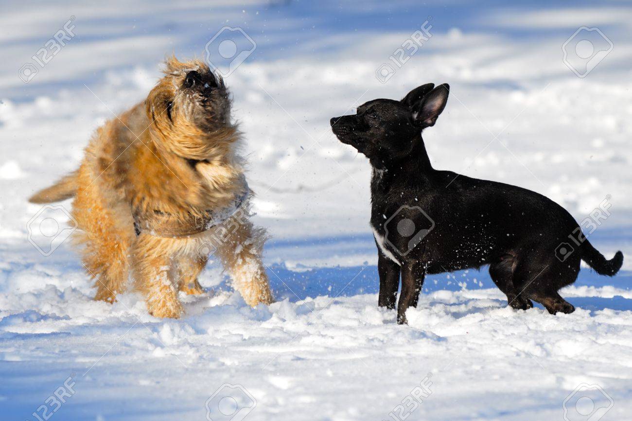Chiens Dans La Neige La Race Des Chiens Est Un Cairn Terrier Et Le Petit Chien Est Un Mélange Dun Chihuahua Et Dun Pinscher Miniature